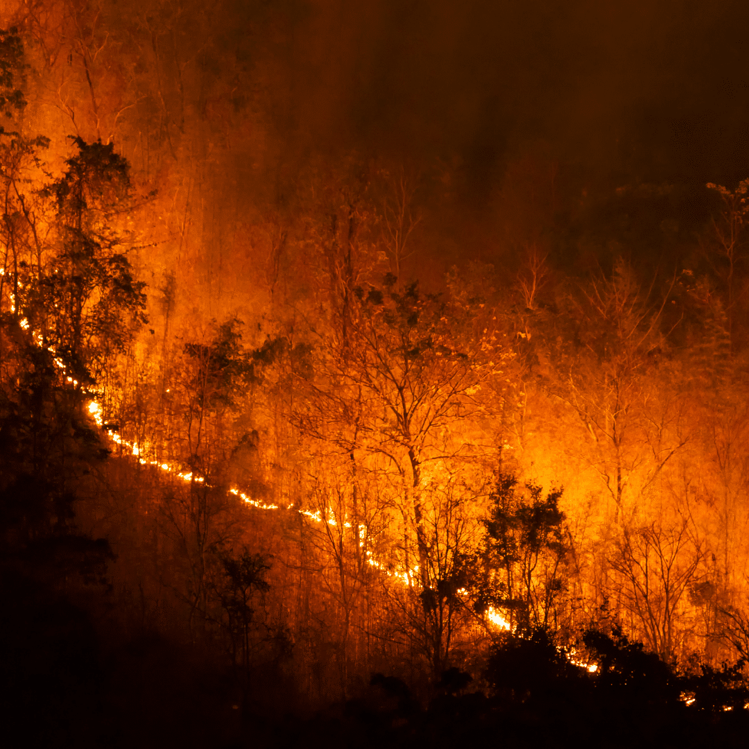 A forest engulfed in flames at night, with fire illuminating trees and smoke rising. The intense orange and yellow blaze contrasts against the dark sky, highlighting the devastation of the wildfire.