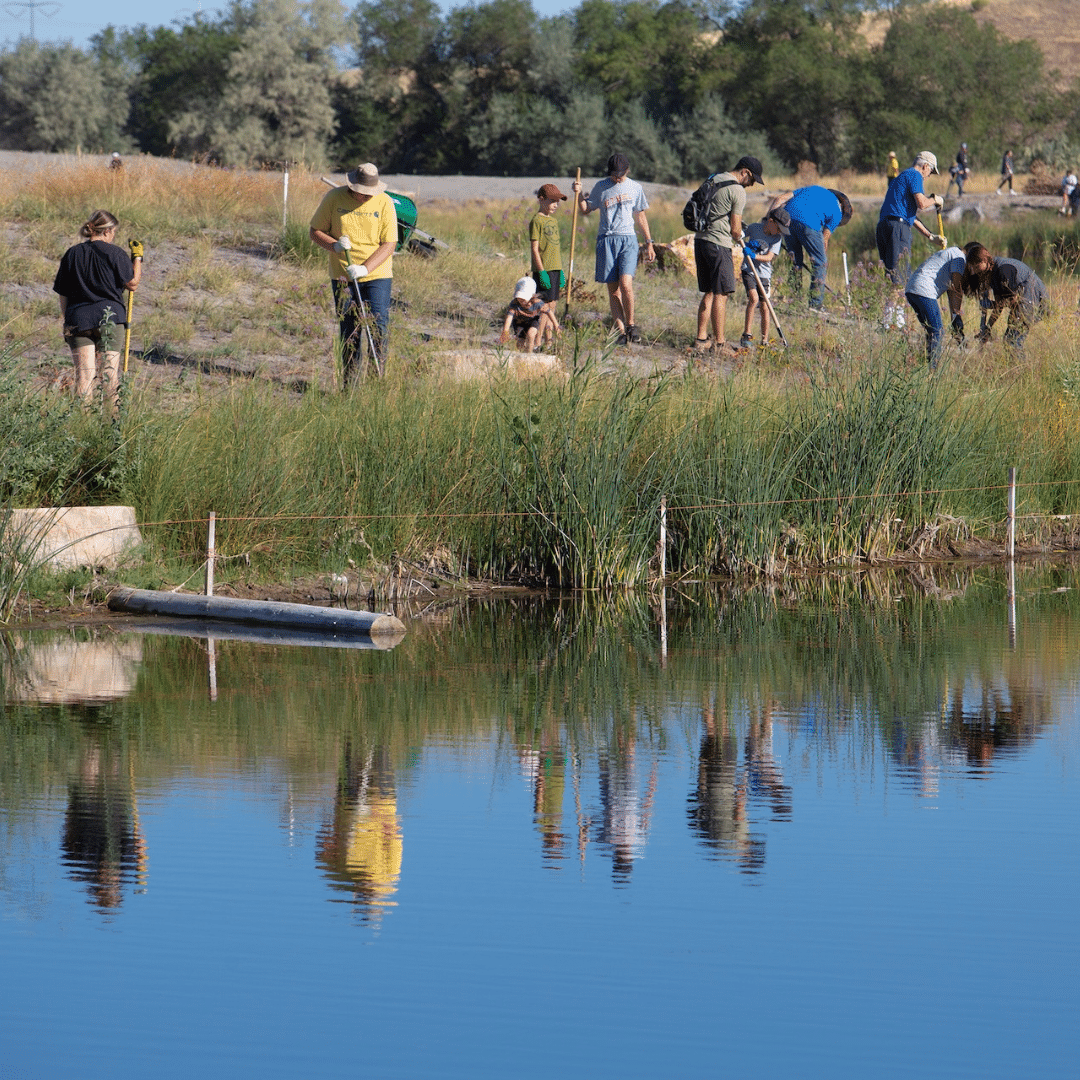 A group of people, including children and adults, participate in a nature activity by a pond. They are planting or examining grass while their reflections are visible in the calm water. Trees and a path are in the background.