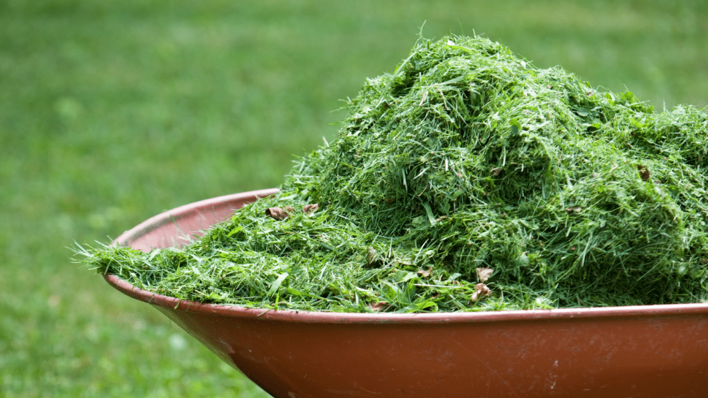 A reddish-brown wheelbarrow filled with freshly cut green grass clippings is set on a lush, green lawn. The grass clippings are piled high, indicating recent lawn maintenance.