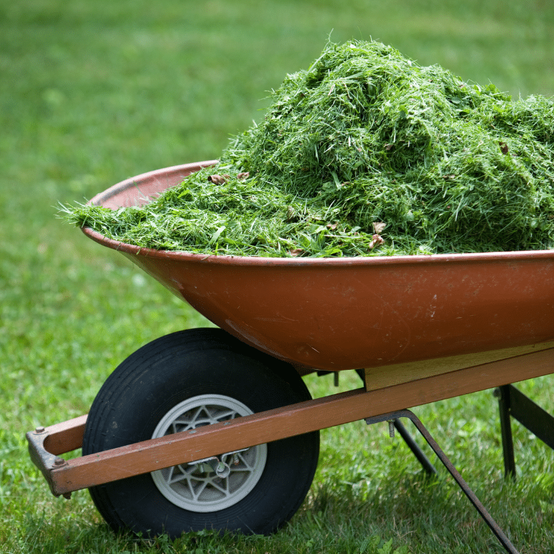 A red wheelbarrow is filled with freshly cut grass, sitting on a lush green lawn. The wheelbarrow has a black tire and wooden handles, and the grass clippings form a large pile.